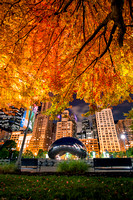 Autumn Canopy in Chicago